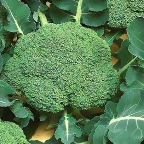 Broccoli Ironman